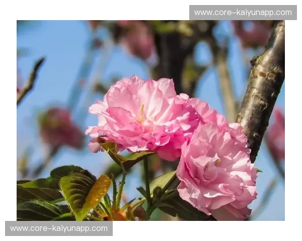 樱舞惊鸿，一场跨越时空的“大板樱花vs”：探寻樱花之最的极致浪漫